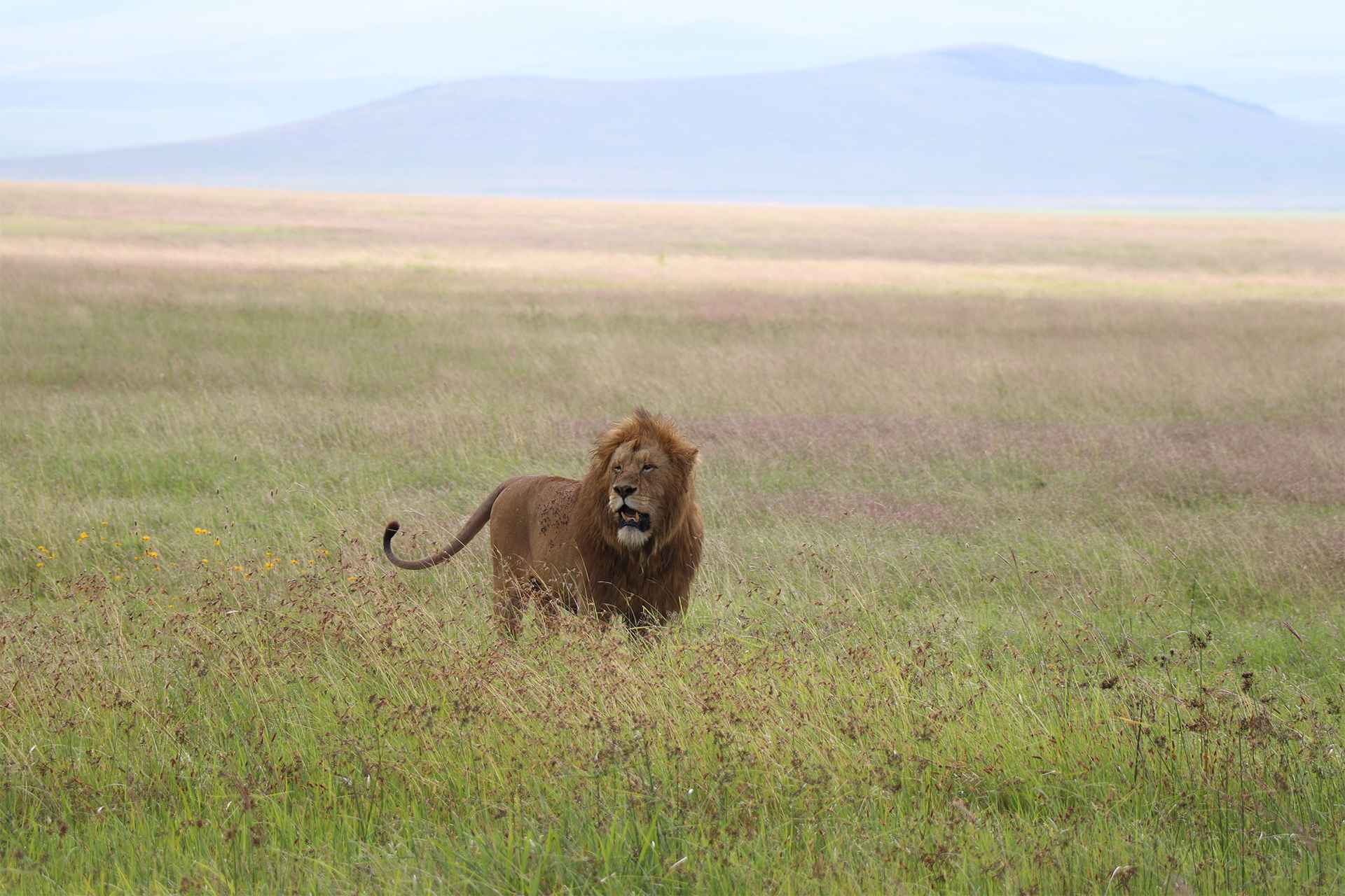 Filming lions in Murchison falls park on Uganda wildlife safari